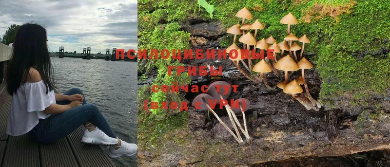 Галлюциногенные грибы MAGIC MUSHROOMS  Луховицы 